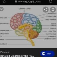 مغز و فراگیری زبان